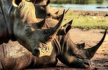 Rhino Trekking + Safari in the Bush near the Zambezi River
