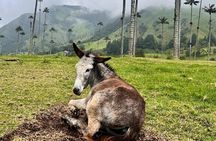 Salento Tour, Valle DE Cocora, Filandia and Coffee Experience