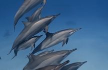 Swim With Wild Dolphins and South Tour with Lunch