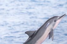 Swim With Wild Dolphins and South Tour with Lunch