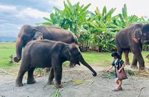 Chiang Mai: Chapulin Elephant Care - Sticky Waterfall (Optional)