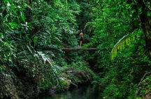 Full-Day Adventure in Corcovado National Park from Drake Bay
