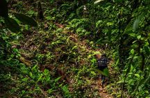 Full-Day Adventure in Corcovado National Park from Drake Bay
