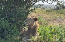 3-Day Masai Mara National Reserve