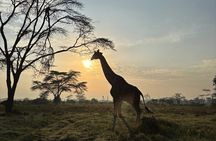 3-Day Masai Mara National Reserve