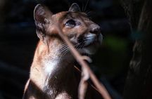 2-Day Tour in Corcovado, Sirena and San Pedrillo Stations