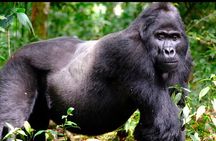  3-days Gorilla trekking and Batwa community visit