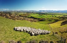 Merino Farm Experience