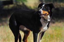 Merino Farm Experience