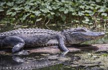 Miami Triple combo: City, Boat and Everglades tour (2 days)