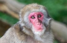 Fushimi Inari - Arashiyama: Torii Gates, Bamboo, Monkeys & Secret