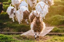 Goat Walk