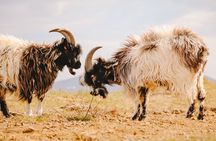 Goat Walk