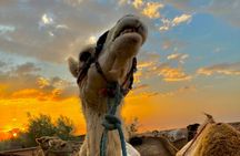 From Marrakech Swimming Pool, Camel Ride, Lunch in Agafay Desert