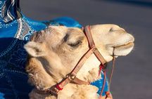 Sunset Camel Ride With Barbeque - Aagdir