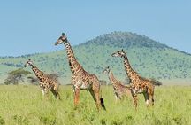 6 Days Luxury Tanzania Safari Serengeti, Ngorongoro and More