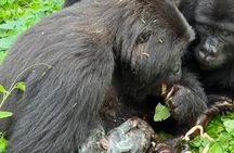 3-days Gorilla trekking and Batwa community visit