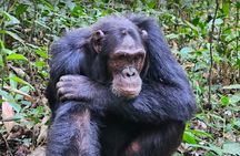  3-days Gorilla trekking and Batwa community visit