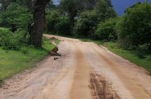 Private Jeep Safaris Tour in Yala National Park