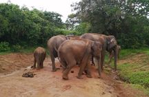 Private Jeep Safaris Tour in Yala National Park