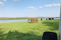 waild jeep Safari minneriya and kaudulla national park