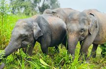 waild jeep Safari minneriya and kaudulla national park