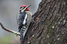 Private Birdwatching Walking Activity in Hendersonville
