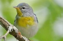 Private Birdwatching Walking Activity in Hendersonville