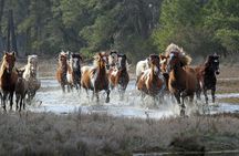 Narrated Tour of Chincoteague, Wild Pony and Nature Cruise