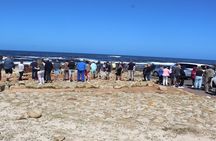 Table Mountain and Cape of Good Hope with Penguins 