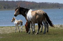 Narrated Tour of Chincoteague, Wild Pony and Nature Cruise