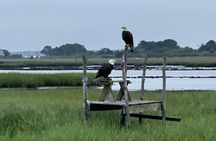 Narrated Tour of Chincoteague, Wild Pony and Nature Cruise