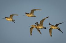 Guided Tour at Pukorokoro Shorebird Centre
