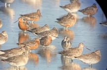 Guided Tour at Pukorokoro Shorebird Centre