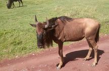 3 Days 2 Nights Maasai Mara Group Safari from Nairobi