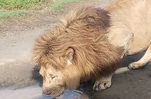 3 Days 2 Nights Maasai Mara Group Safari from Nairobi