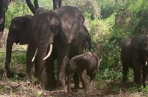3 Days 2 Nights Maasai Mara Group Safari from Nairobi
