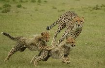 3-Days Masai Mara Group Safari with Maasai Village Visit