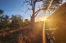 Chobe Sunrise Leopard and Lion Safari Tracking