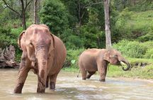 Big Boy Elephant Sanctuary Half Day Tour + Pad Thai Cooking Class