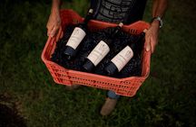 Wine Tasting and Estate Tour in Bolgheri