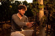 Wine Tasting and Estate Tour in Bolgheri