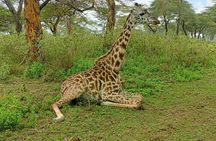 5 Days Masai Mara , Lake Nakuru and Lake Naivasha private tour