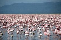 7-Day Northern Tanzania Birdwatching and Wildlife Safari