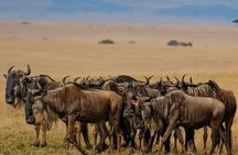 6-Day of Luxury Tanzania Safari from Savannah to Crater Adventure