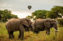 6-Day of Luxury Tanzania Safari from Savannah to Crater Adventure