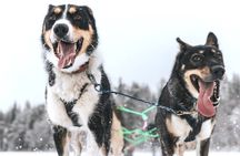Arctic Husky Adventure in Rovaniemi