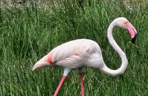 7-Day Northern Tanzania Birdwatching and Wildlife Safari