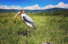 7-Day Northern Tanzania Birdwatching and Wildlife Safari