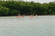 Nature Tour in Rio Lizards: Crocodiles and Flamingos